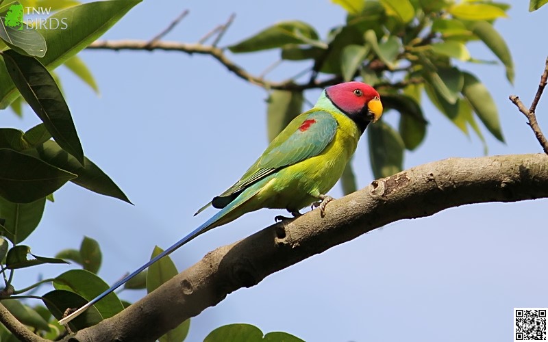 Plum-headed Parakeet